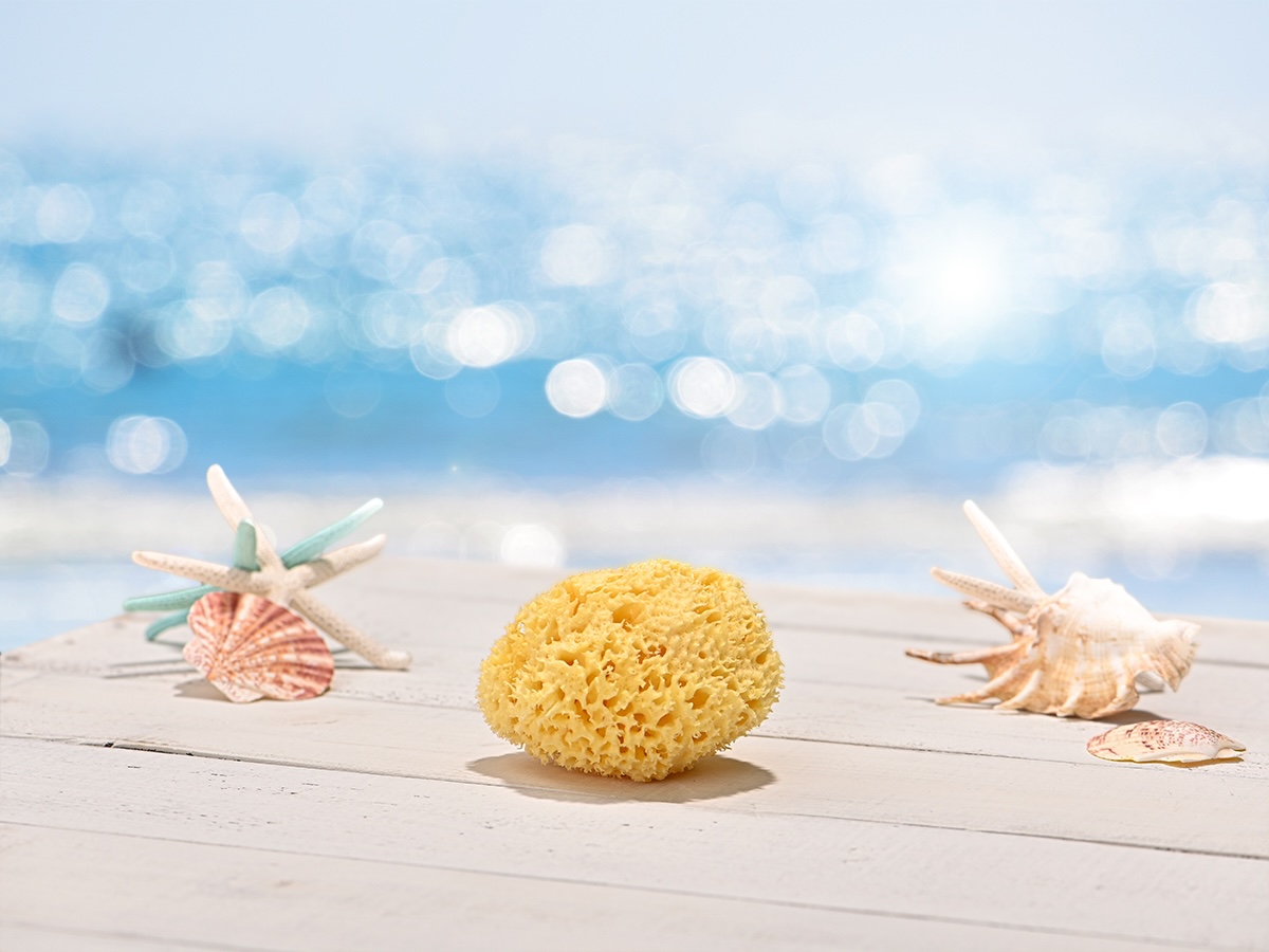 海辺背景でスポンジを合成したイメージ