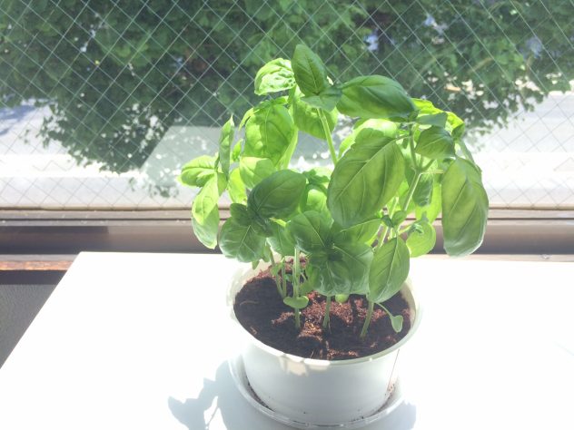 ファミリーマート 株式会社エレクアライズ 東京立川 楽天ネットショップ制作 ホームページ制作